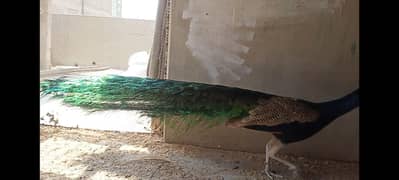 male