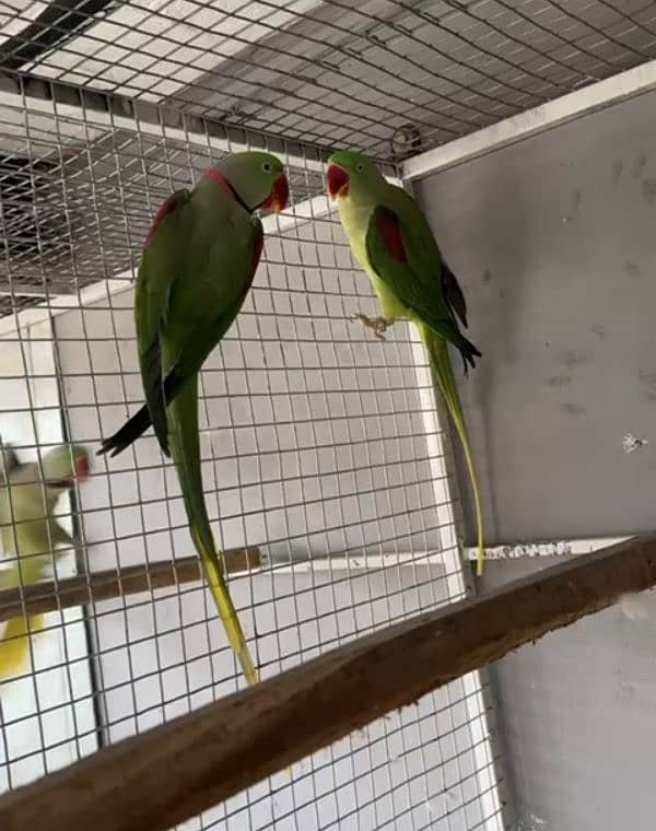 ADULT RAW BREEDER PAIR 0