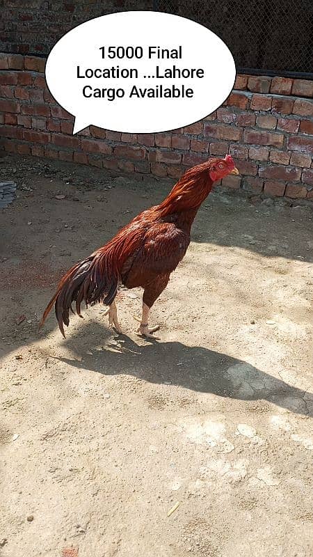 Pure Pakistani Aseel 1