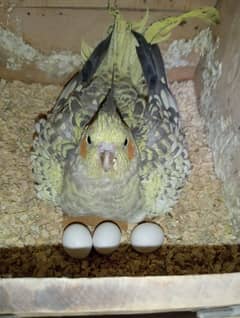 full breeder pear haen bachy dia hoe haen hand team ka Lia bhi haen