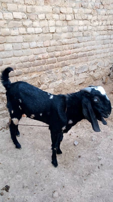Bakra for Qurbani in 2025 1
