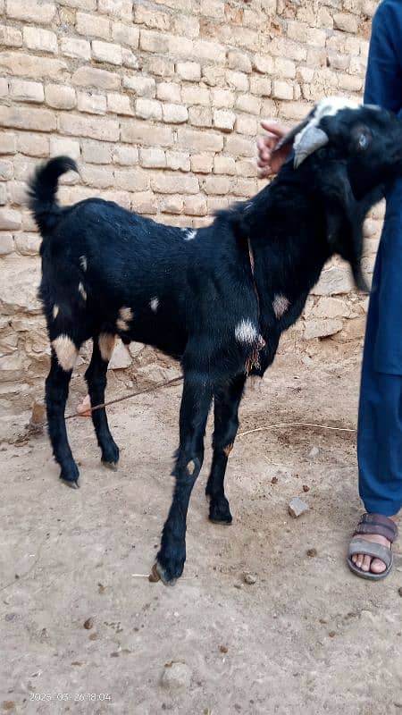 Bakra for Qurbani in 2025 2