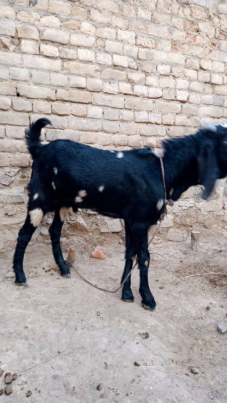 Bakra for Qurbani in 2025 3
