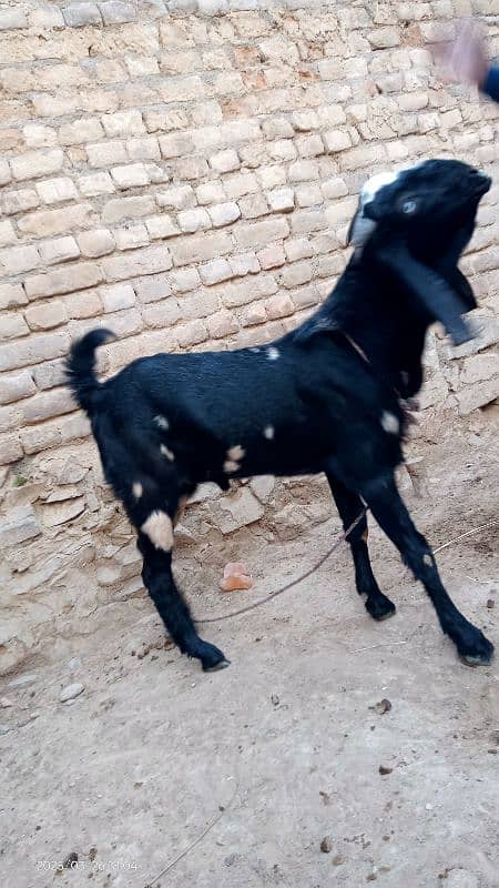 Bakra for Qurbani in 2025 4