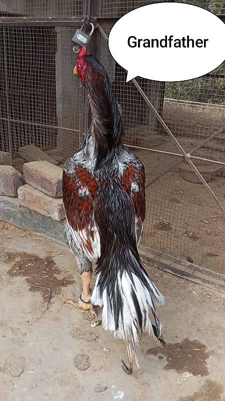 Pure Pakistani Aseel 13