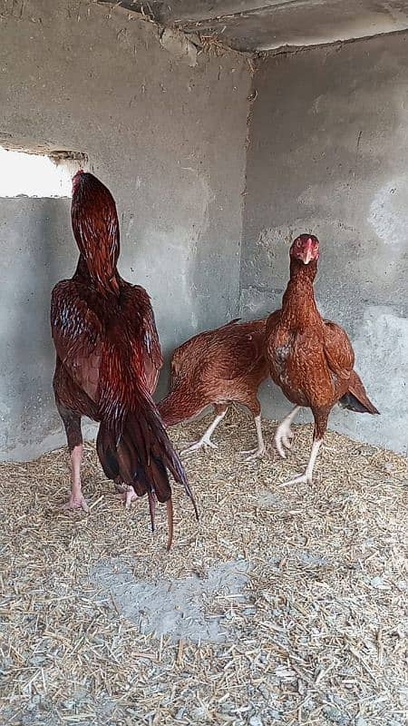 Pure Pakistani Aseel 17