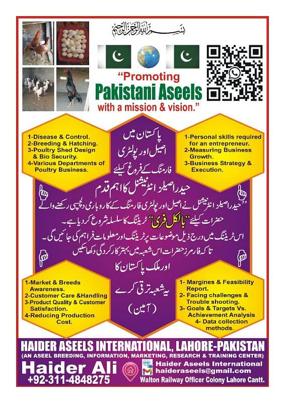 Pure Pakistani Aseel 18