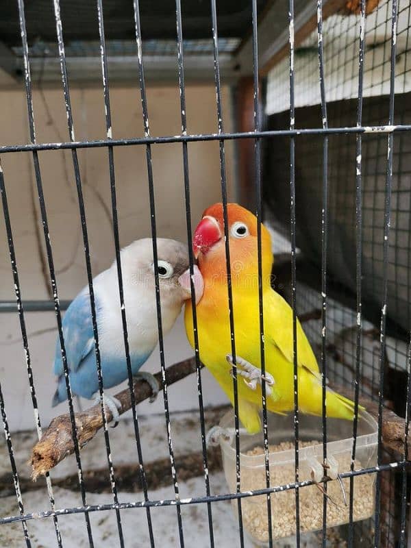 Love Bird For Sale 0