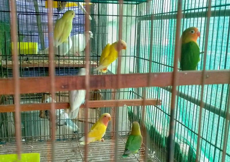 Love Bird For Sale 1
