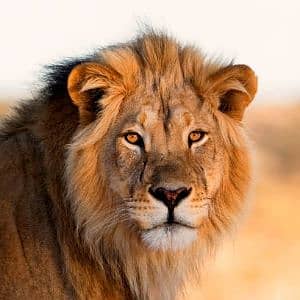 Shafqat