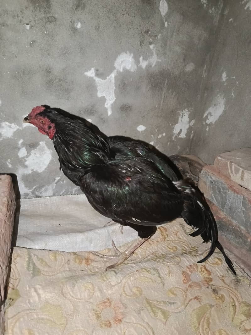 Mianwali Aseel Jet Black Beautiful Pair 1
