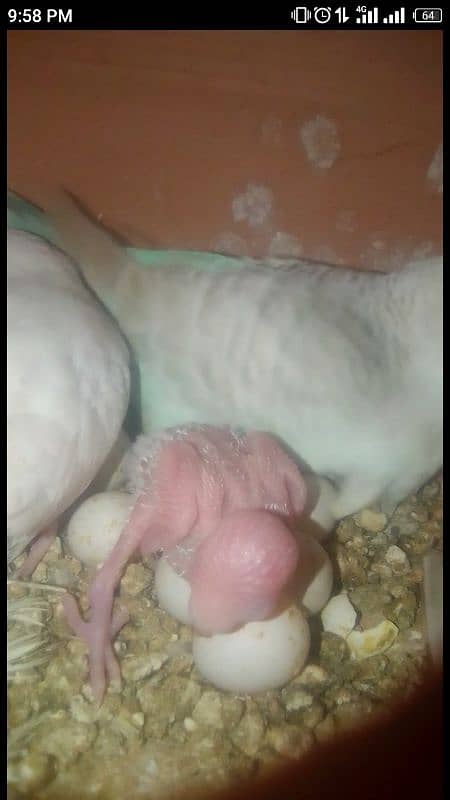 budgies with cage 3