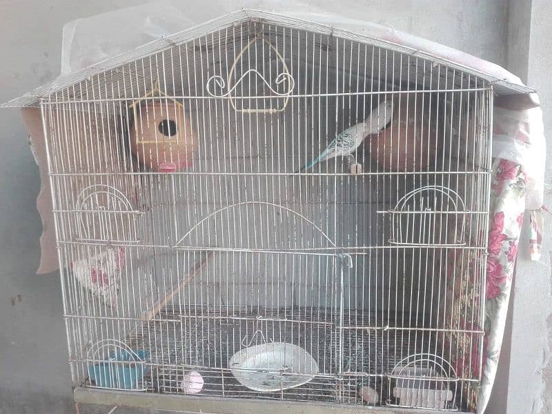 budgies with cage 6