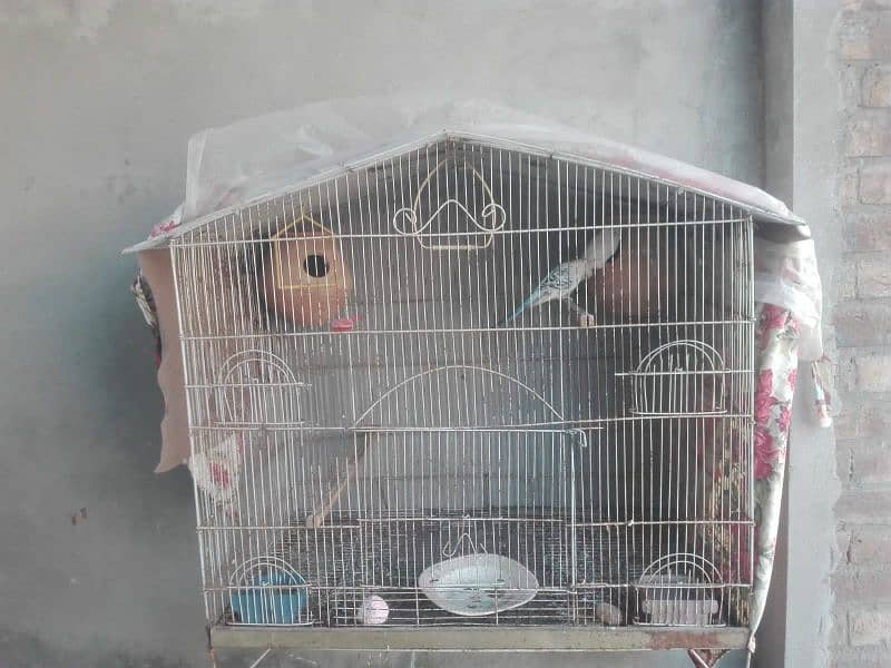 budgies with cage 7