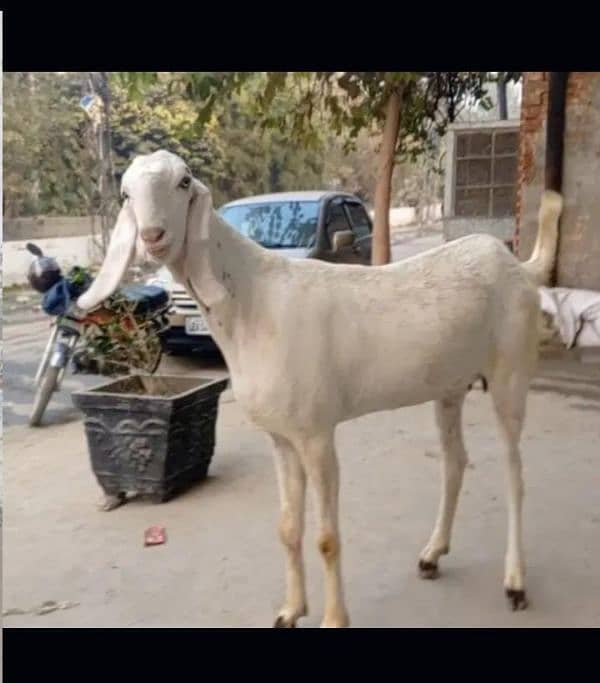 Pure Beetal andal Bakra Demand 200,000 3
