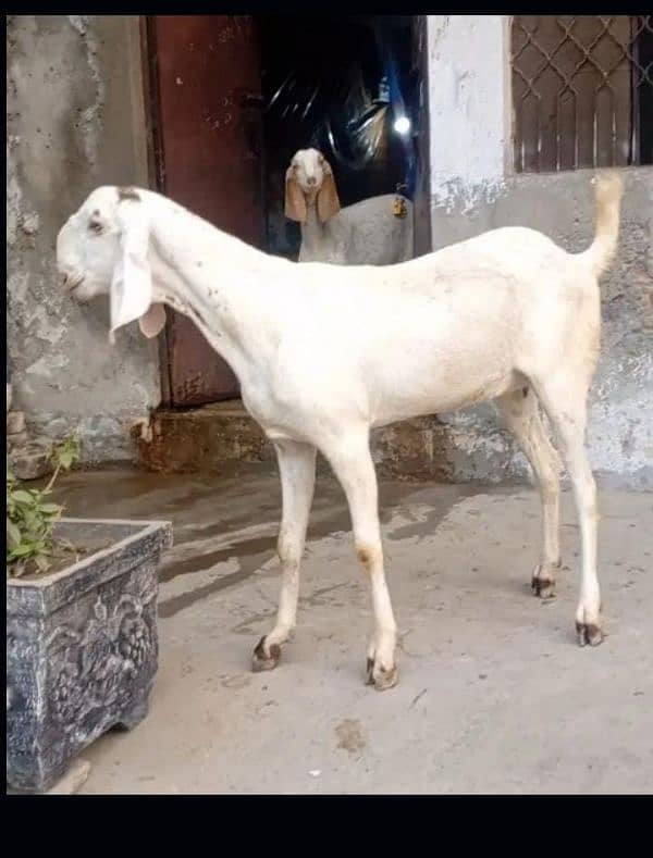Pure Beetal andal Bakra Demand 200,000 4