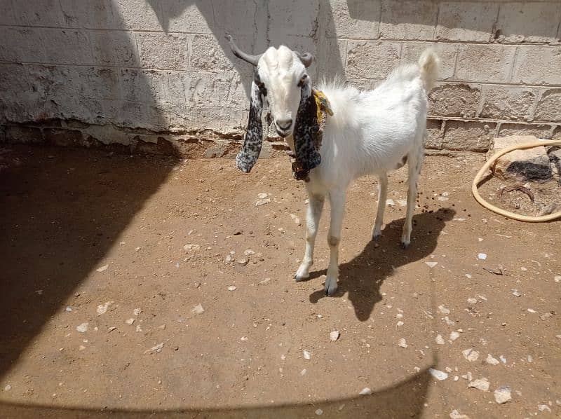 BAKRA 0