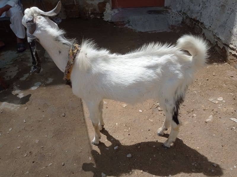 BAKRA 1