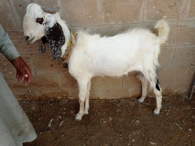 BAKRA 2