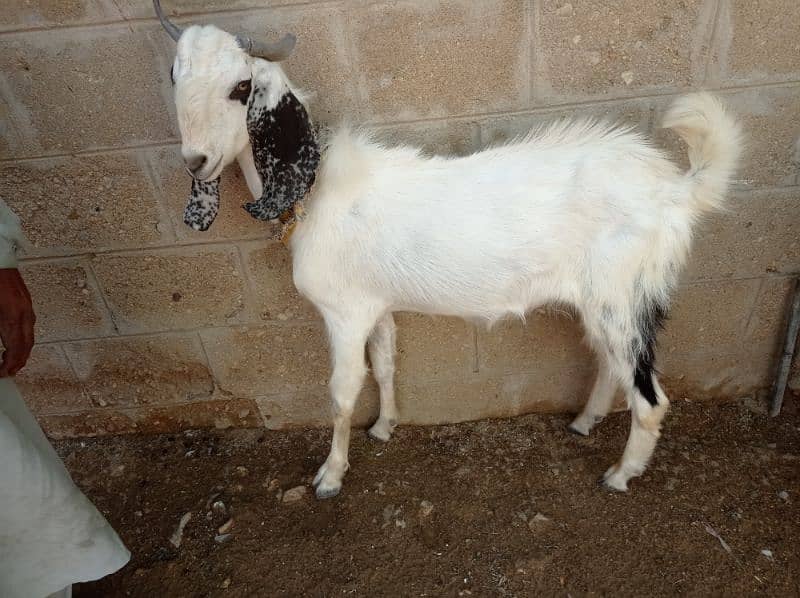 BAKRA 3