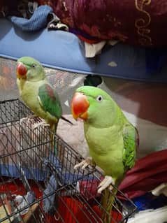 special offer,30,000 k 2 parrots. ager dono leny hain to ye rate hoga.