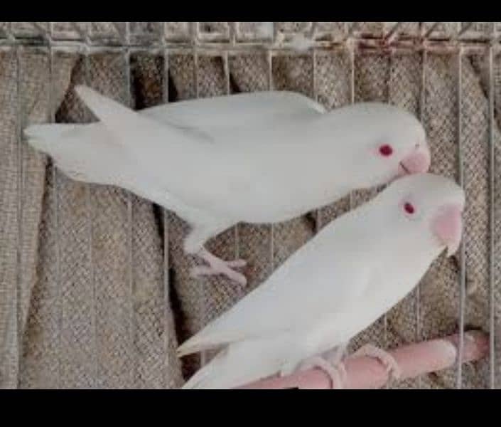 Albino Red Eyes Grunted Breeder Or Fertile Pairs 0