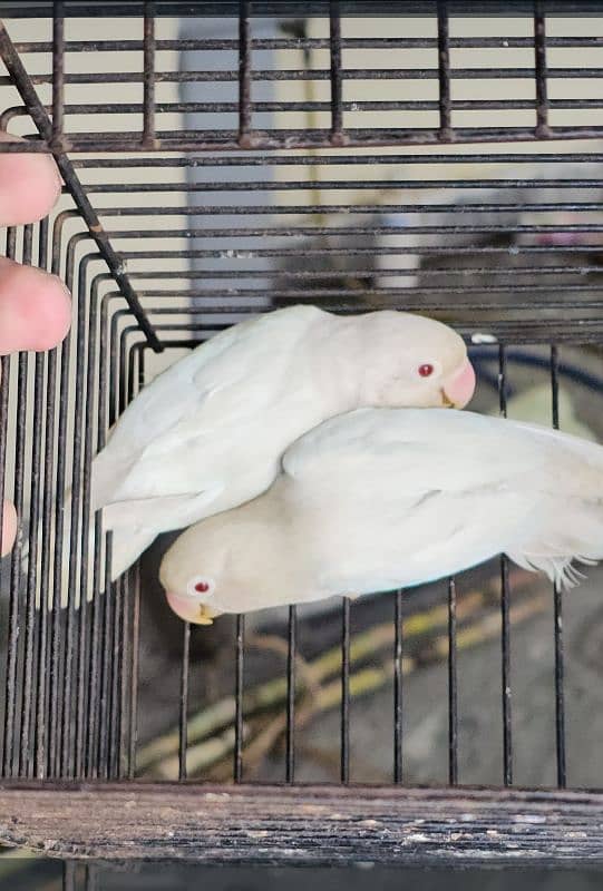 Albino Red Eyes Grunted Breeder Or Fertile Pairs 1