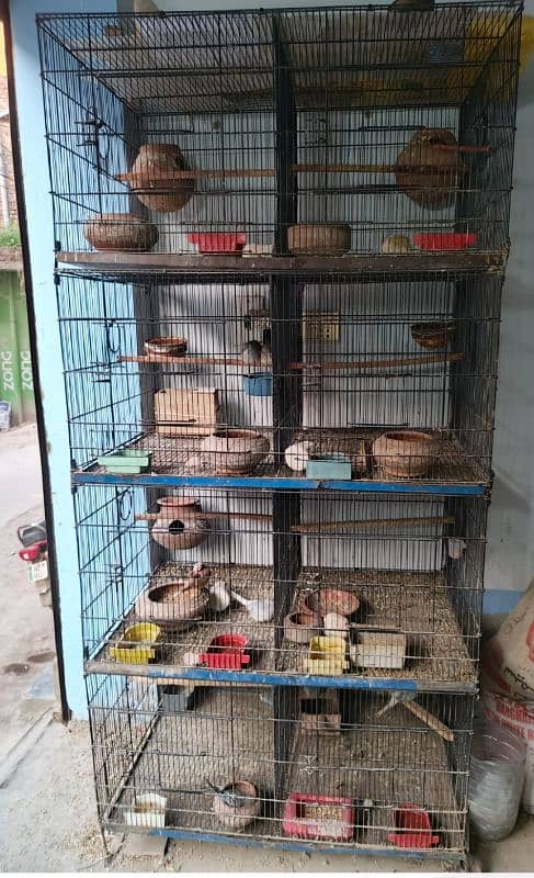 Albino Red Eyes Grunted Breeder Or Fertile Pairs 2