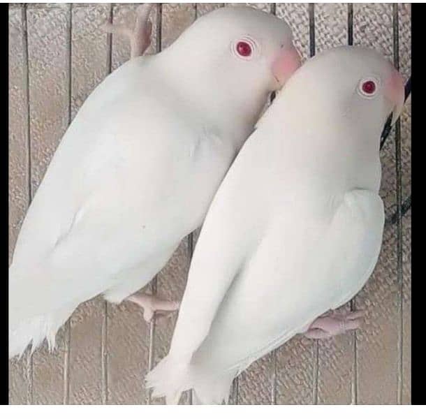 Albino Red Eyes Grunted Breeder Or Fertile Pairs 3