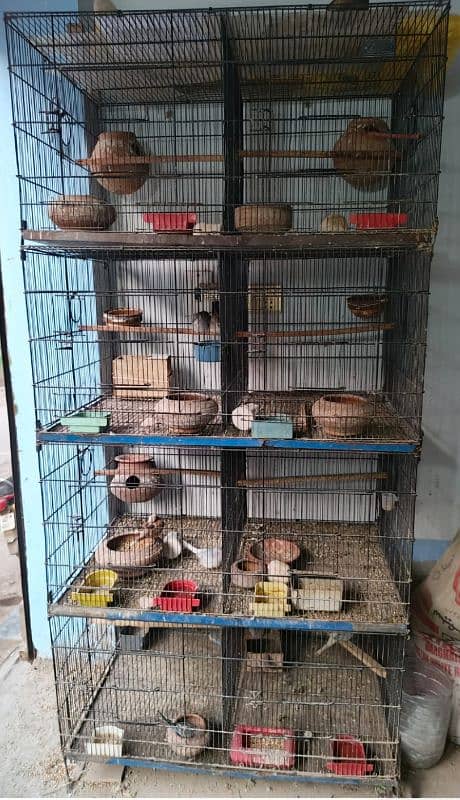 Albino Red Eyes Grunted Breeder Or Fertile Pairs 4