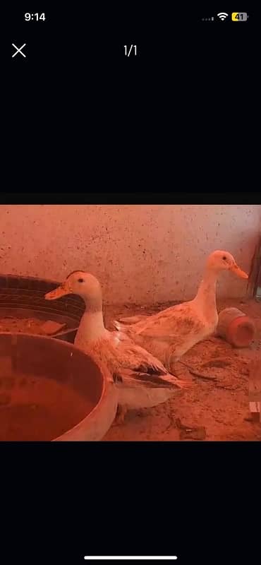 White Duck Pair Available 0