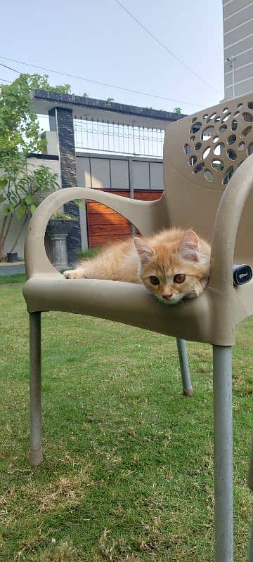 Persian well trained cats pair 5