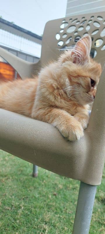 Persian well trained cats pair 6