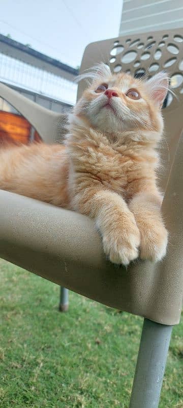 Persian well trained cats pair 7