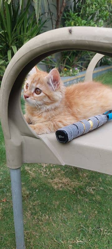 Persian well trained cats pair 8
