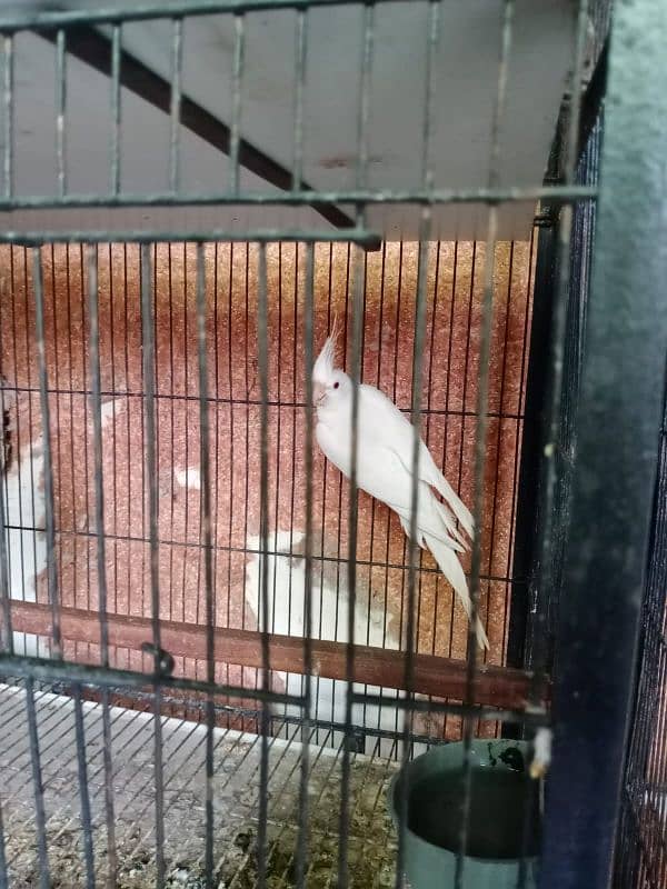 1.5 by 2 4 portion cage 5