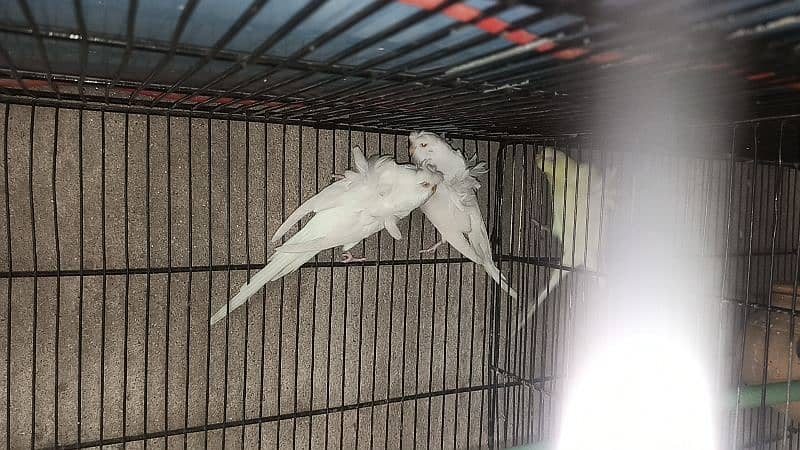 Albino Hogoromo Breeder Pair 0