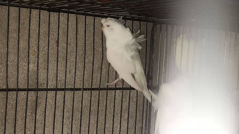 Albino Hogoromo Breeder Pair 1
