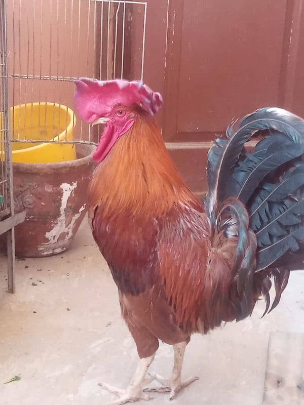 murga ir anday wali murdi 2