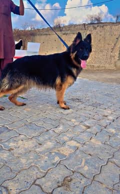 Pedigree German Shepherd Male Available For Stud