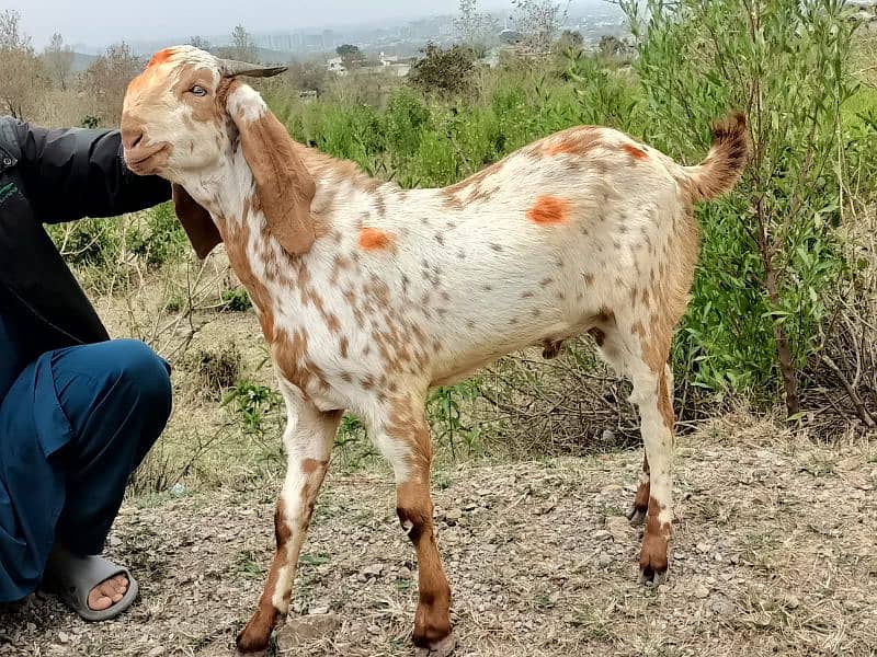 Makkhi chini bakray 5