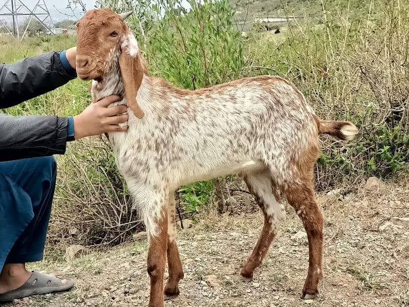 Makkhi chini bakray 9