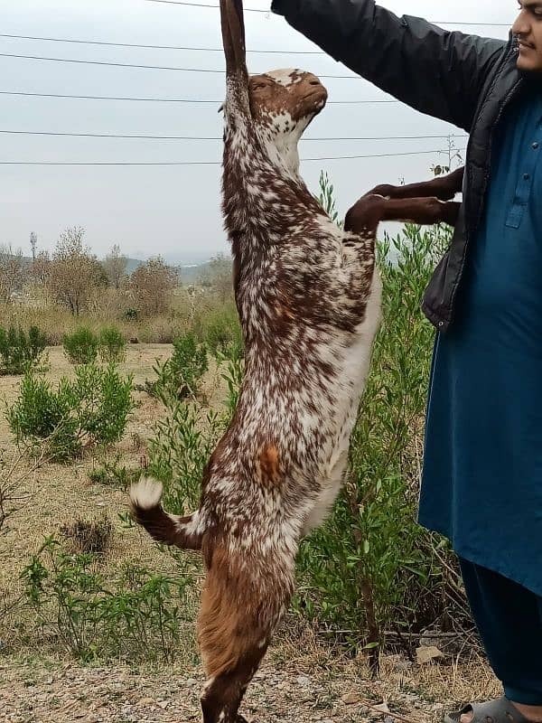 Makkhi chini bakray 10