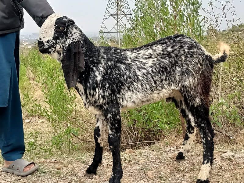 Makkhi chini bakray 13