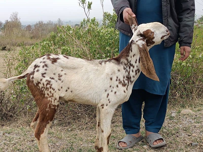 Makkhi chini bakray 16