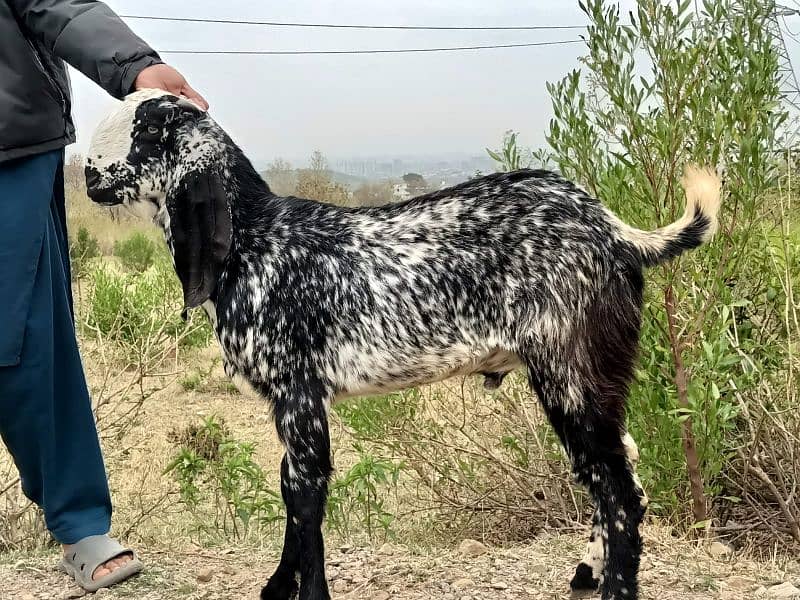 Makkhi chini bakray 18