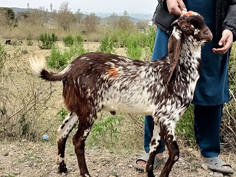 Makkhi chini bakray 19