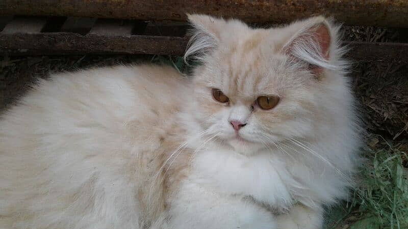 pure Persian punch face triple coated females 0