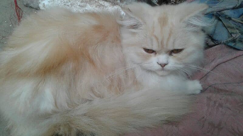 pure Persian punch face triple coated females 1