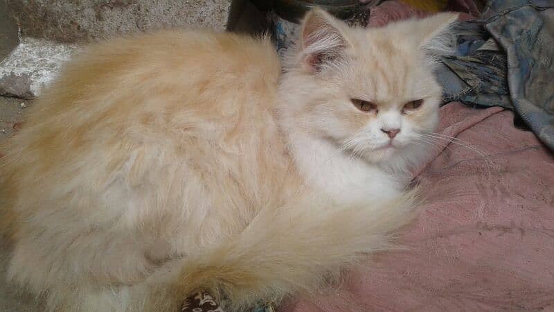 pure Persian punch face triple coated females 2